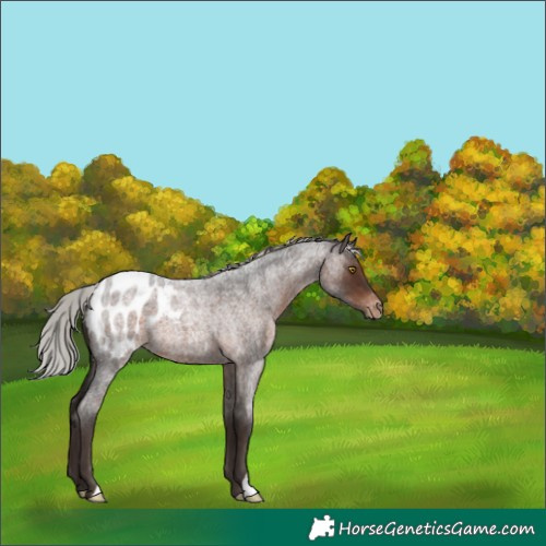 Horse Color:Silver Brown Roan Appaloosa 