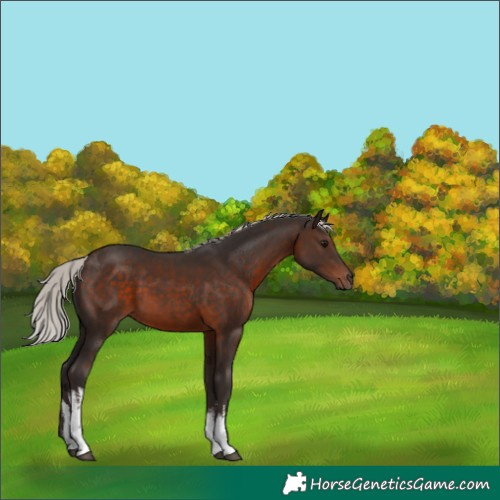 Horse Color:White Spotted Silver Brown 