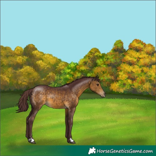 Horse Color:Chocolate Buckskin 
