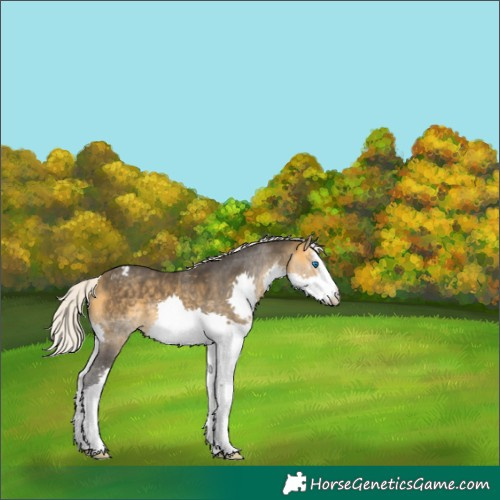 Horse Color:White Spotted Silver Buckskin Splash Appaloosa 