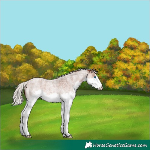 Horse Color:White Spotted Silver Brown Roan Splash 