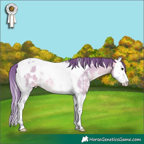 Horse Color:Watercolor Buckskin Dun Sabino Splash Tobiano Appaloosa 