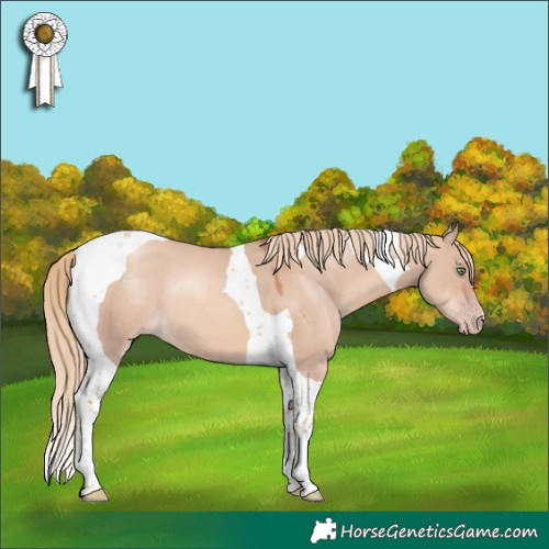 Horse Color:Gold Champagne Dun Tobiano 