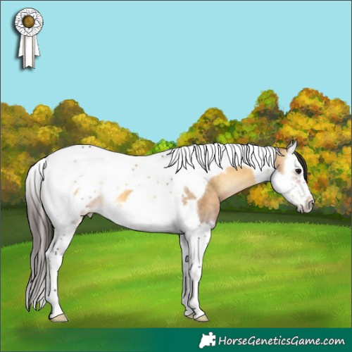Horse Color:Buckskin Onyx Splash Tobiano Frame 