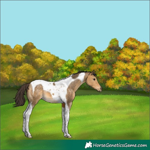 Horse Color:Buckskin Dun Tobiano 