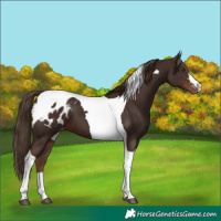 Horse Color:Liver Chestnut Tobiano Appaloosa 