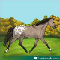 Horse Color:Liver Red Dun Appaloosa Rabicano 