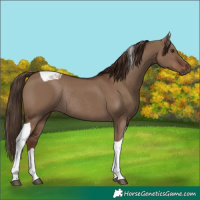 Horse Color:Liver Red Dun Tobiano Rabicano 