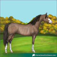 Horse Color:Liver Red Dun Rabicano 