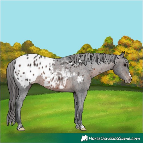 Horse Color:Brown Blanket 