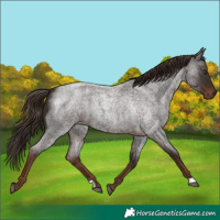 Horse Color:Liver Red Roan