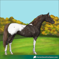 Horse Color:Liver Chestnut Tobiano Appaloosa 