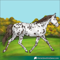 Horse Color:Liver Chestnut Splash Appaloosa