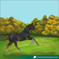 Horse Color:Liver Chestnut Tobiano