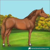 Horse Color:Chestnut 