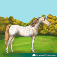 Horse Color:White Spotted Buckskin Pearl Tobiano Appaloosa Rabicano