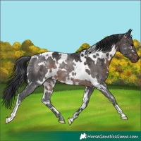 Horse Color:White Spotted Brown Rabicano 