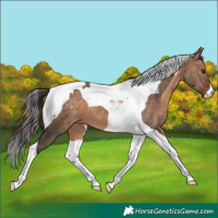 Horse Color:Bay Dun Tobiano Varnish 