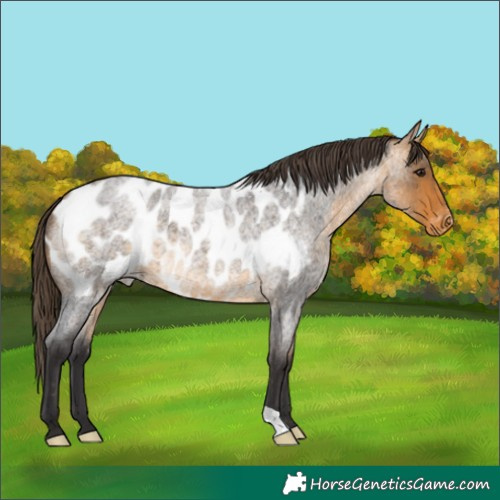 Horse Color:Buckskin Roan Appaloosa 