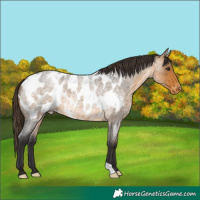 Horse Color:Buckskin Roan Appaloosa 