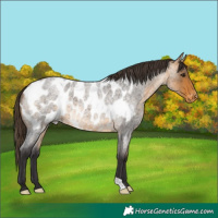Horse Color:Buckskin Roan Appaloosa