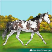 Horse Color:White Spotted Brown Splash Rabicano 