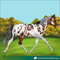 Horse Color:Bay Tobiano Near Leopard 