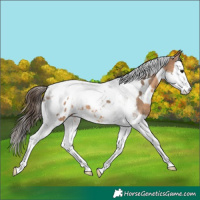 Horse Color:White Spotted Bay Dun Splash Tobiano Appaloosa 