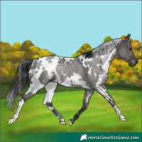 Horse Color:White Spotted Grullo Rabicano
