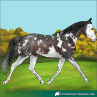 Horse Color:White Spotted Brown Splash 