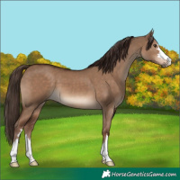 Horse Color:Liver Red Dun 