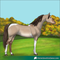Horse Color:Liver Red Dun Tobiano 