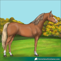 Horse Color:Chestnut 