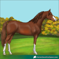 Horse Color:Chestnut 