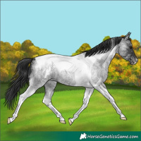 Horse Color:Blue Ice Roan Tobiano Appaloosa 