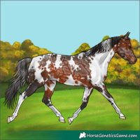Horse Color:White Spotted Brown Ice
