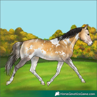 Horse Color:White Spotted Buckskin Onyx 