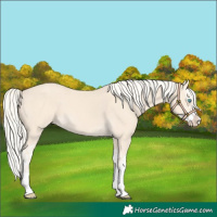 Horse Color:Cremello Splash  and Cremello Splash 