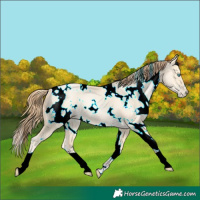 Horse Color:White Spotted Classic Cream Champagne Pearl Dun 
