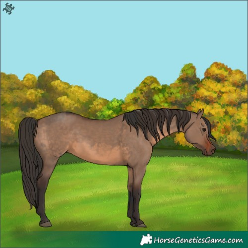 Horse Color:Bay Dun  and Liver Red Dun 