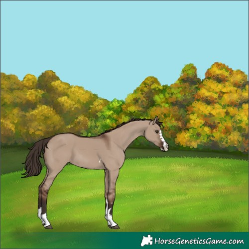 Horse Color:Unknown 