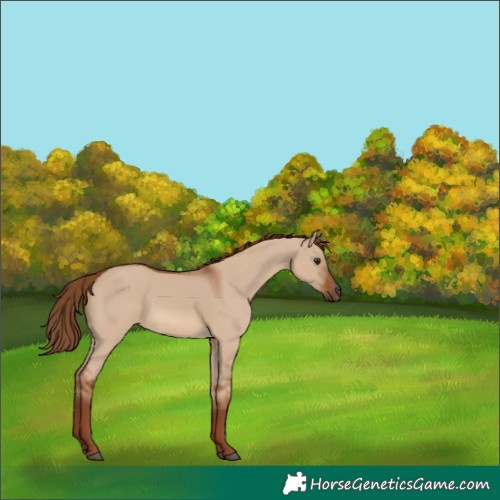 Horse Color:Unknown 