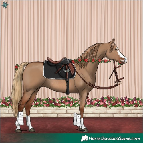 Horse Color:Red Dun Rabicano 