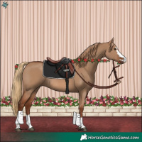 Horse Color:Red Dun Rabicano 