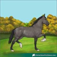 Horse Color:Grullo Rabicano 