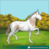 Horse Color:Grullo Pearl Splash Tobiano Rabicano