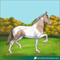 Horse Color:Grullo Pearl Tobiano 
