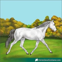 Horse Color:Bay Sabino Rabicano