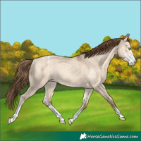 Horse Color:Amber Champagne Dun Sabino Appaloosa Rabicano