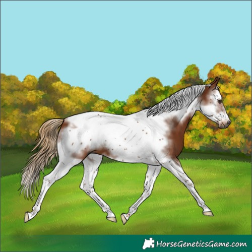 Horse Color:Gray Chestnut Splash Tobiano Frame